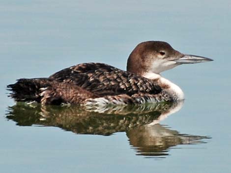 Common Loon (Gavia immer)