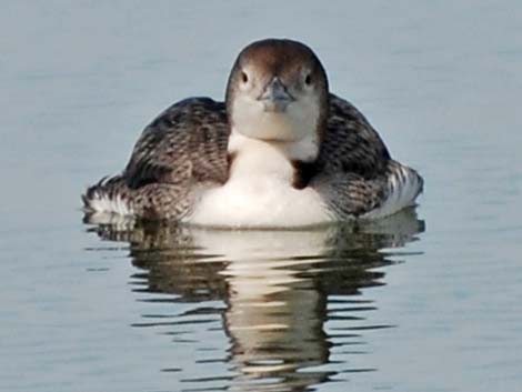 Common Loon (Gavia immer)