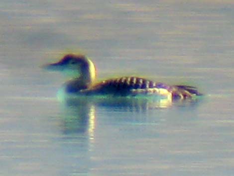 Yellow-billed Loon (Gavia adamsii)