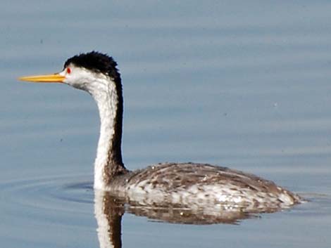 Clark's Grebe (Aechmophorus clarkii)