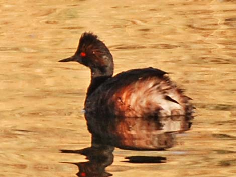 Eared Grebe (Podiceps nigricollis)