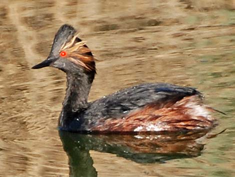 Podicipediformes, Eared Grebe