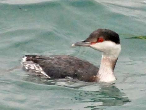 Horned Grebe (Podiceps auritus)