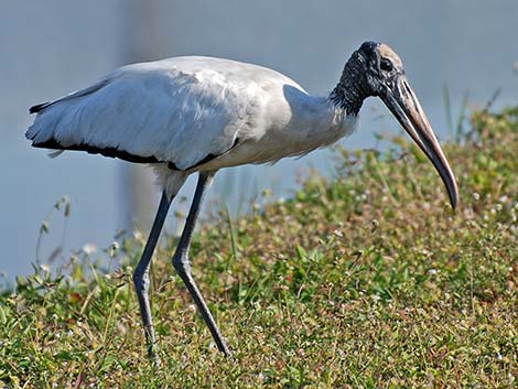 Ciconiiformes (Storks)