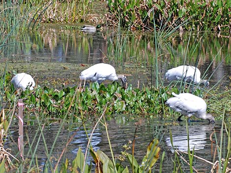 Wood Stork (Mycteria americana)