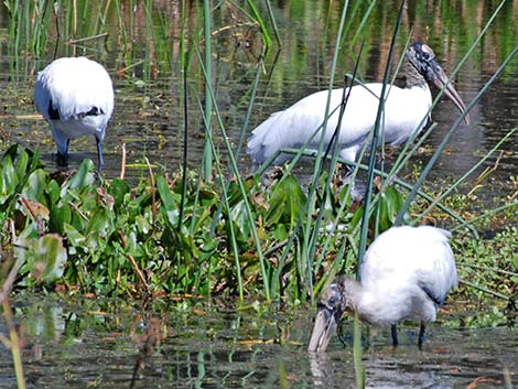 Wood Stork (Mycteria americana)