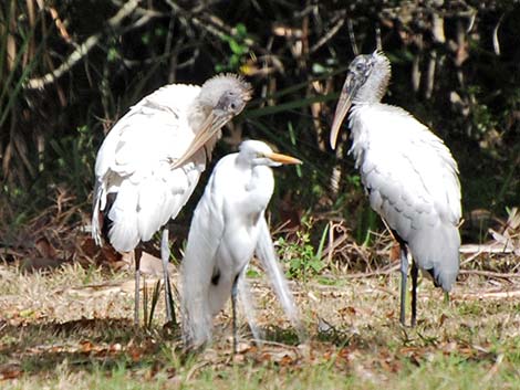 Wood Stork (Mycteria americana)