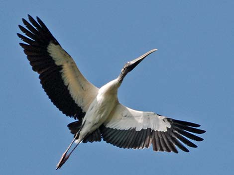 Wood Stork (Mycteria americana)