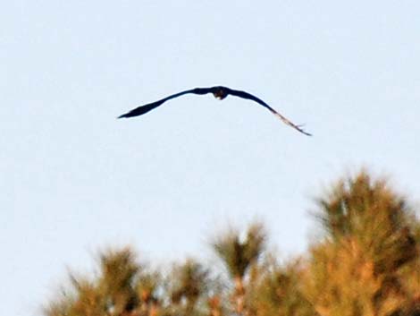 Magnificent Frigatebird (Fregata magnificens)