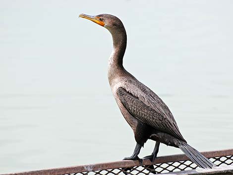 Double-crested Cormorant (Phalacrocorax auritus)