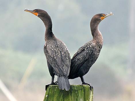 Double-crested Cormorant (Phalacrocorax auritus)