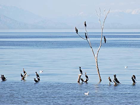 Double-crested Cormorant (Phalacrocorax auritus)