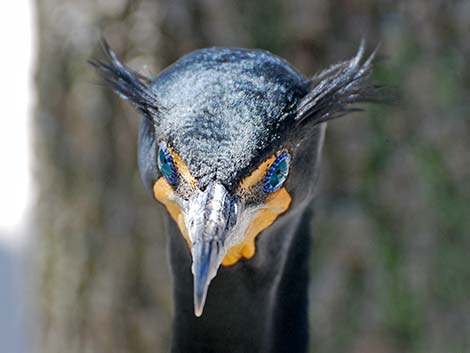 Double-crested Cormorant (Phalacrocorax auritus)