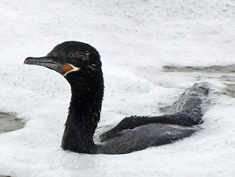 Neotropic Cormorant (Phalacrocorax brasilianus)