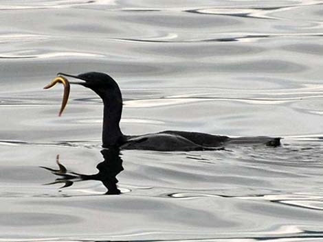 Pelagic Cormorant (Phalacrocorax pelagicus)