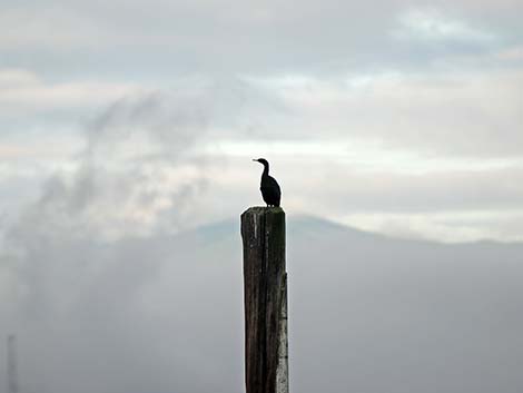 Pelagic Cormorant (Phalacrocorax pelagicus)