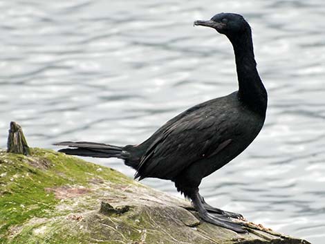 Pelagic Cormorant (Phalacrocorax pelagicus)