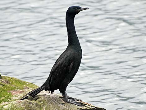 Pelagic Cormorant (Phalacrocorax pelagicus)