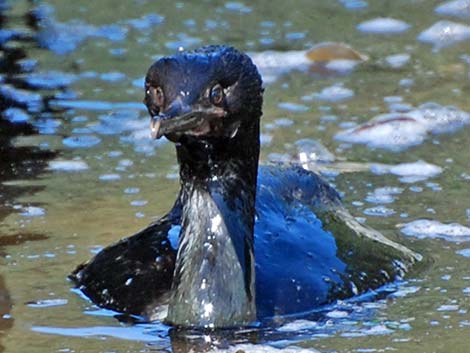 Pelagic Cormorant (Phalacrocorax pelagicus)