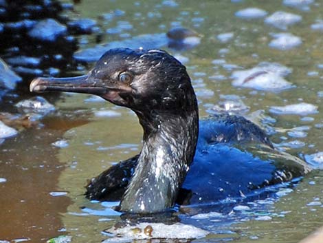 Pelagic Cormorant (Phalacrocorax pelagicus)