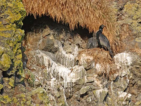 Pelagic Cormorant (Phalacrocorax pelagicus)