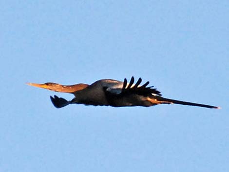 Anhinga (Anhinga anhinga)