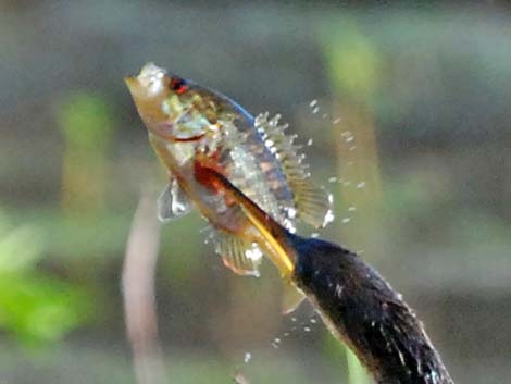 Anhinga (Anhinga anhinga)