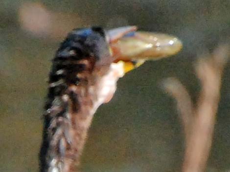 Anhinga (Anhinga anhinga)