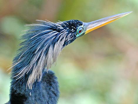 Anhinga (Anhinga anhinga)