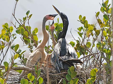 Anhinga (Anhinga anhinga)