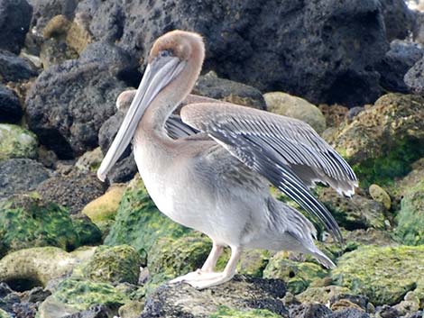 Brown Pelican (Pelecanus occidentalis)