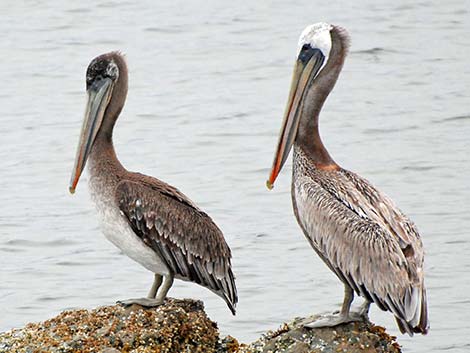 Brown Pelican (Pelecanus occidentalis)