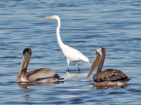 Brown Pelican (Pelecanus occidentalis)