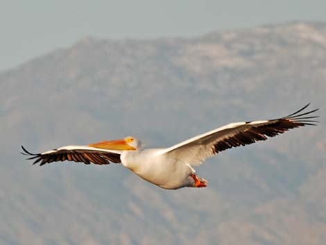 American White Pelican (Pelecanus erythrorhynchos)