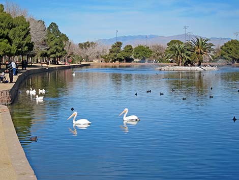 American White Pelican (Pelecanus erythrorhynchos)