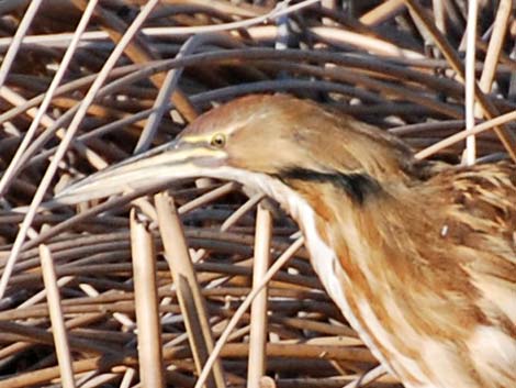 American Bittern (Botaurus lentiginosus)