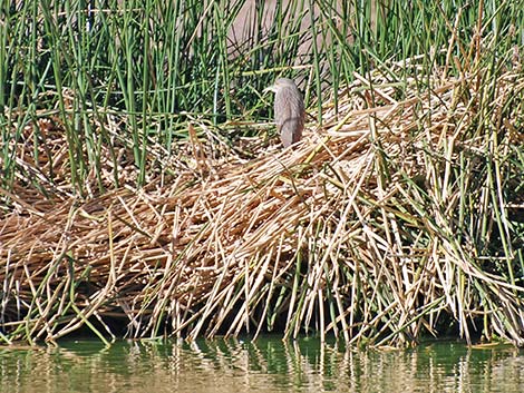 Black-crowned Night-Heron (Nycticorax nycticorax)