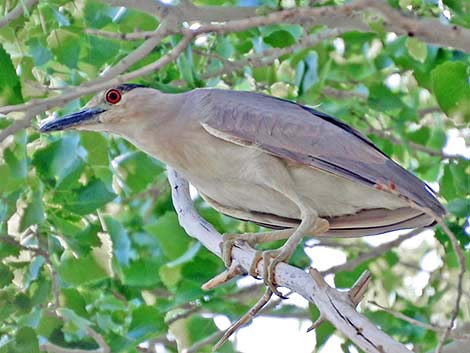 Black-crowned Night-Heron (Nycticorax nycticorax)