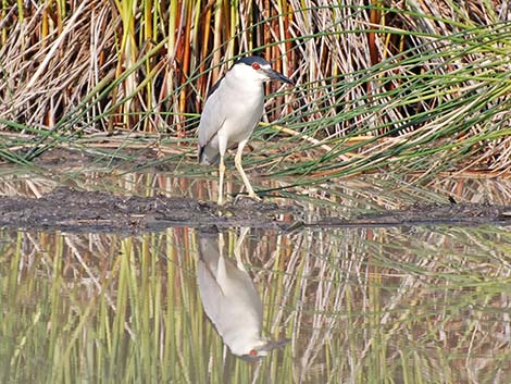 Black-crowned Night-Heron (Nycticorax nycticorax)