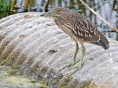 Black-crowned Night-Heron (Nycticorax nycticorax)