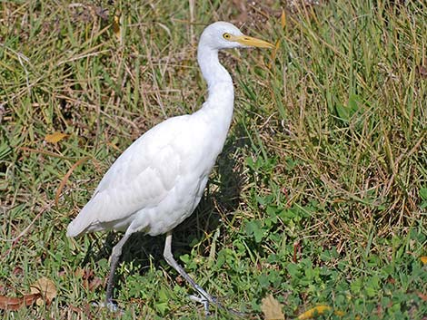 Cattle Egret (Bubulcus ibis)