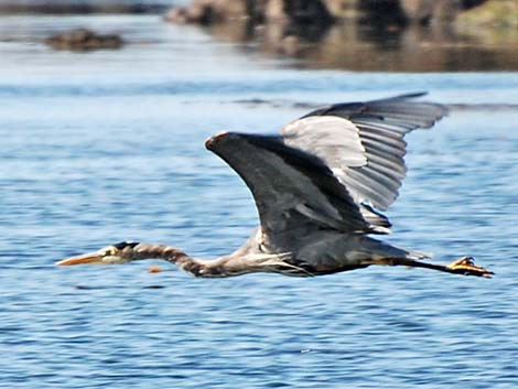 Great Blue Heron (Ardea herodias)