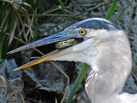 Great Blue Heron (Ardea herodias)