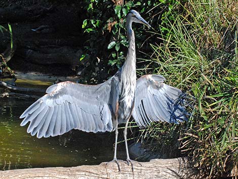 Great Blue Heron (Ardea herodias)