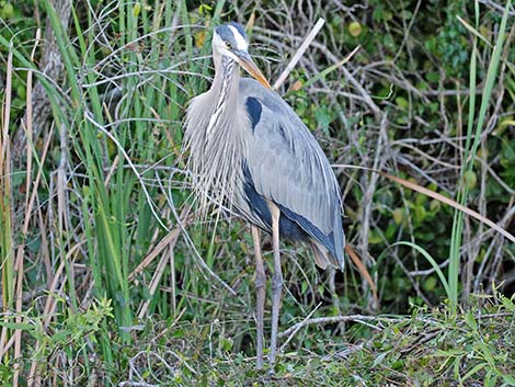 Great Blue Heron (Ardea herodias)