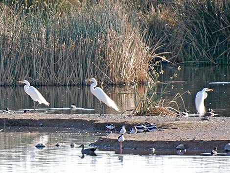 Great Egret (Ardea alba)