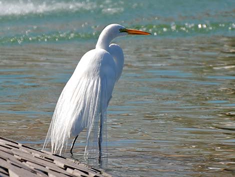 Great Egret (Ardea alba)