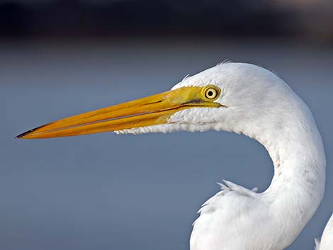 Great Egret (Ardea alba)