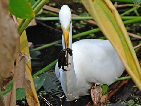 Great Egret (Ardea alba)