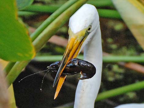 Great Egret (Ardea alba)